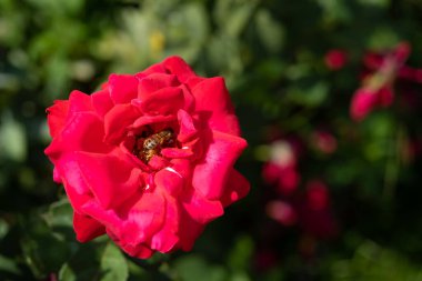Red rose on the branch in the garden. Honey bee on red rose, beautiful sunny day, bee collects pollen, close up, flower bush