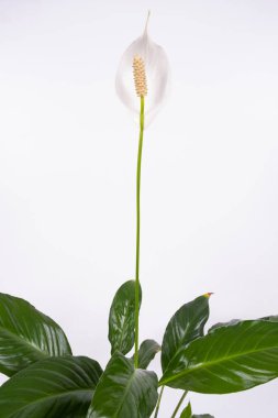 Potted Spathiphyllum or Peace lily flower and leaf, Fresh white flower with green foliage isolated on white background, houseplant
