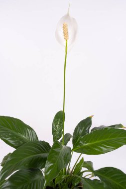 Potted Spathiphyllum or Peace lily flower and leaf, Fresh white flower with green foliage isolated on white background, houseplant