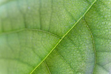 Plant leaf. Green leaf structure macro, close-up. Abstract nature background texture