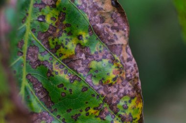 Diseased leaf with brown, yellow, and green spots. Diseased leaf with multiple colored spots. Close up, macro, discoloration, sick, significant damage, infection, bacterial scorch, blurred background