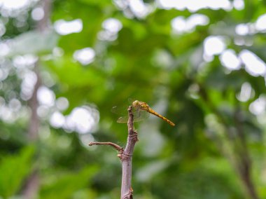 Dragonfly perched on a thin, brown twig, captured in sharp detail against a backdrop of blurred. Dragonfly on dry tree branch in nature. Detailed macro image, close-up