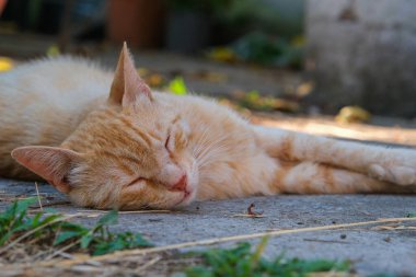 Ginger tabby cat is sleeping peacefully in backyard. Kitty orange ginger tabby cat is curled up with its eyes closed. The background is a wooden fence and garden