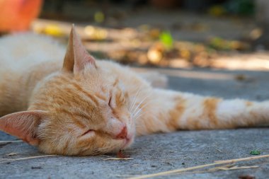 Ginger tabby cat is sleeping peacefully in backyard. Kitty orange ginger tabby cat is curled up with its eyes closed. The background is a wooden fence and garden