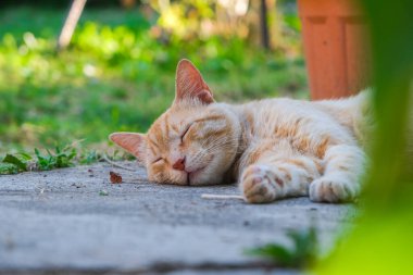 Ginger tabby cat is sleeping peacefully in backyard. Kitty orange ginger tabby cat is curled up with its eyes closed. The background is a wooden fence and garden