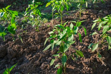 Vibrant vegetable garden flourishing under the warm sunlight. Lush greenery in a rural vegetable organic farm, healthy soil under morning sunlight. Fresh crops emerging from rich brown earth, garden