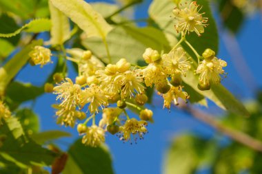 Tilia linden tree flowers, blossoms with bright sunlight. Linden tree branches with blooming yellow flowers. Beautiful green leaves outdoors, spring background. Concept of natural, herbal tea. Close-up