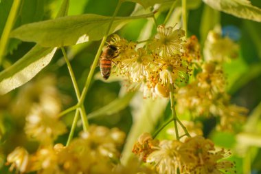 Tilia linden tree flowers, blossoms with bright sunlight. Linden tree branches with blooming yellow flowers. Beautiful green leaves outdoors, spring background. Concept of natural, herbal tea. Close-up