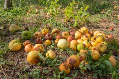 Rotten and overripe apples scattered on the ground in an orchard. Some apples remain fresh, while others show signs of decay. Fallen fruit decomposing under tree, blending with the soil