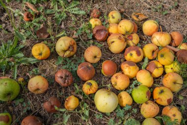 Rotten and overripe apples scattered on the ground in an orchard. Some apples remain fresh, while others show signs of decay. Fallen fruit decomposing under tree, blending with the soil