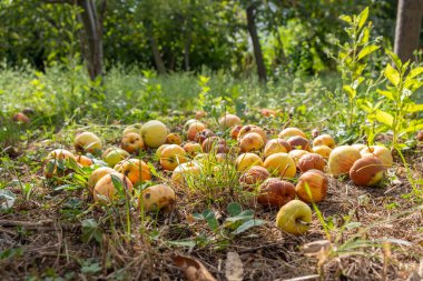 Rotten and overripe apples scattered on the ground in an orchard. Some apples remain fresh, while others show signs of decay. Fallen fruit decomposing under tree, blending with the soil