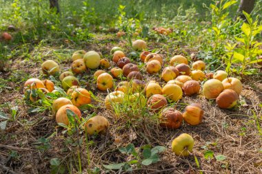 Rotten and overripe apples scattered on the ground in an orchard. Some apples remain fresh, while others show signs of decay. Fallen fruit decomposing under tree, blending with the soil
