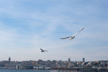 Seagull bird flying over the Bosphorus in Istanbul, Turkey. White seagull soaring through the blue sky above the city of Istanbul