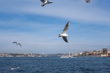 Seagull bird flying over the Bosphorus in Istanbul, Turkey. White seagull soaring through the blue sky above the city of Istanbul