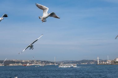 Seagull bird flying over the Bosphorus in Istanbul, Turkey. White seagull soaring through the blue sky above the city of Istanbul
