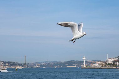 Seagull bird flying over the Bosphorus in Istanbul, Turkey. White seagull soaring through the blue sky above the city of Istanbul
