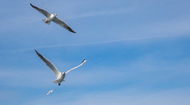 Seagull bird flying over the Bosphorus in Istanbul, Turkey. White seagull soaring through the blue sky above the city of Istanbul