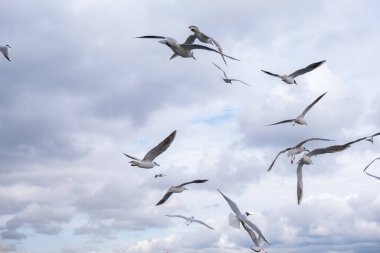 Seagull bird flying over the Bosphorus in Istanbul, Turkey. White seagull soaring through the blue sky above the city of Istanbul
