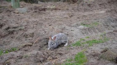 Kuru, rahatsız edilmiş toprak ve çimlerin üzerinde yiyecek arayan küçük, vahşi bir tavşan. Doğal çevrede hayvan davranışları