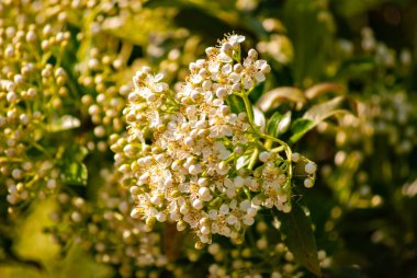 Küçük beyaz özel çiçeklerin yakın çekimi, gür yapraklarla çevrili yeşil saplı yoğun kümeler oluşturur. Doğa, bahçe, açık hava yaşam tarzı ve çiçek tasarım temaları için uygun parlak, taze bahar sahnesi.