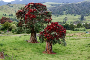 Pohutukawa - New Zealand Christmas tree clipart