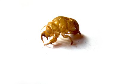 Köstebek cırcır böceğinin deri değiştirdikten sonra dış iskeletine yakın çekim. Böcek kabuğunun detaylı dokusunu ve vücut yapısını gösteriyor. Eğitim, biyoloji ve doğal makro fotoğraf temaları için mükemmel..