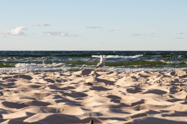 Bir martı bir kumsalın yumuşak kumuna tünemiş, nazik dalgalara tepeden bakan. Açık gökyüzü kıyı sahnesine sıcaklık katıyor. Rahatlamaya ve sakinliğe davetiye çıkarıyor..