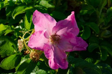 Canlı pembe bir çiçek bahçedeki yeşil yaprakların arasında çiçek açıyor. Güneş ışığı renklerini güçlendirir, bu da onu sıcak bir gündüz manzarası yapar..