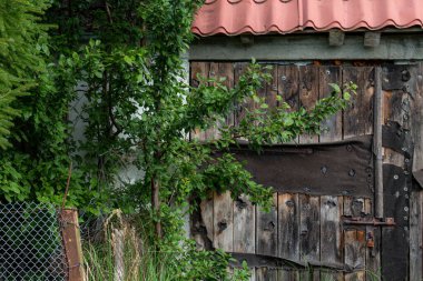 Sakin bir kırsal alanda, yemyeşil bitkiler ve yapraklarla çerçevelenmiş bir barakanın yanında, yıpranmış ahşap bir kapı kısmen açık duruyor. Sahne, doğadaki huzurlu bir anı yakalar..