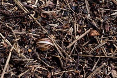 Kurumuş yapraklar ve toprakla kaplı yerde yavaşça hareket eden küçük çizgili bir salyangoz görülüyor. Sahne, doğanın güzelliğini ve küçük canlılarını habitatlarında yakalıyor..