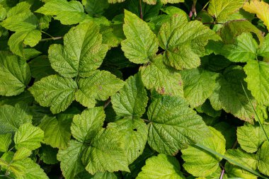Böğürtlen bitkilerinin canlı yeşil yaprakları yere yayılmış, kalın dokularını ve zengin renklerini sergiliyorlar..