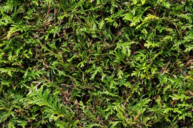 Kalın yeşil eğreltiotu tabakası orman zeminine yayılır ve gün ışığında güneşlenir. Sahne sakin ve sakin, doğa aşıklarını keşfetmeye davet ediyor..