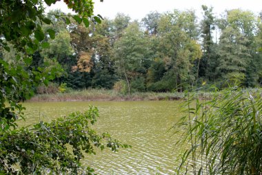 Sakin bir nehir, sonbaharda kapalı bir günün soluk renklerini yansıtan ağaçlar ve yeşilliklerle dolu bir arazide yavaşça akar. Doğa sakin ve bozulmamış..