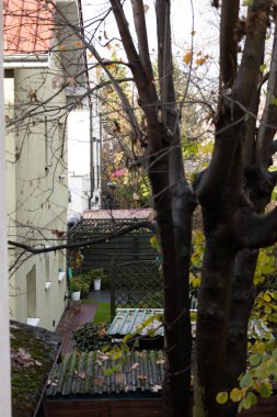 A peaceful garden space is visible through tree branches, showcasing a green area with a shed and planters. The scene captures the essence of autumn with fallen leaves and a serene atmosphere.