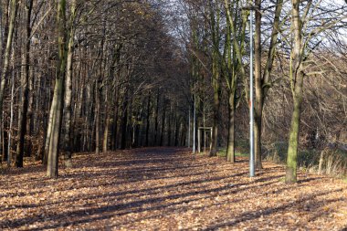Bu barışçıl yol çıplak ağaçlarla kaplı ve düşen yapraklarla kaplı, sakin bir atmosfer yaratıyor. Öğleden sonra ışığı uzun gölgeler bırakır, sakinliği arttırır..