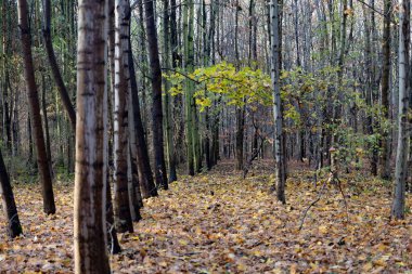 Sakin bir orman yolu, yaprakları değişen uzun ağaçlar sergiliyor. Parlak sarı ve yeşil yapraklar yeryüzüne saçılmış yapraklarla çelişiyor. Atmosfer sakin ve davetkar..