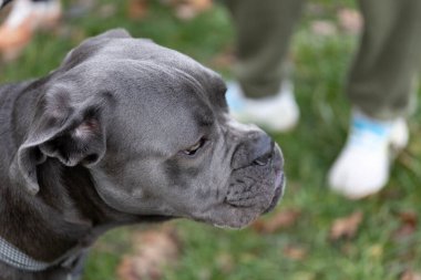 Parktaki çimlerin üzerinde duran bir köpek, yakınlardaki sahibine bakıyor. Güneş parlıyor ve arka planda ağaçlar var. Sahne dışarıda sakin bir an gösteriyor..