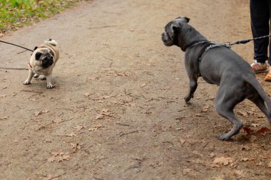 Parktaki kirli bir yolda iki köpek birbiriyle karşılaşır. Bir köpek bir pug ve diğeri daha büyük bir cins. Köpekler etkileşime girerken sahiplerinin tasmaları var..