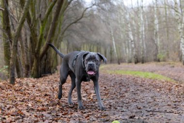 Ağaçlarla çevrili bir ormanda bir köpek pis bir patikada yürüyor. Düşen yapraklar zemini kaplar ve atmosfer tipik bir sonbahar mevsimidir. Köpek mutlu ve tetikte görünüyor..