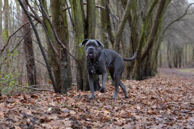 Bir köpek ağaçlık bir alanda ağaçlarla çevrili yapraklarla kaplı bir patika boyunca yürür. Köpek koşum takımı takıyor ve sonbaharda açık hava ortamını seviyor gibi görünüyor..