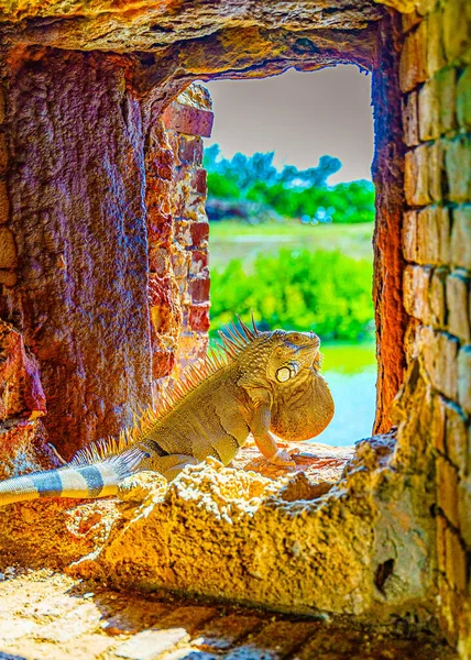 Iguana verde, também conhecida como a iguana americana na brecha de um forte antigo, o ponto mais ao sul dos EUA, Key West — Fotografia de Stock