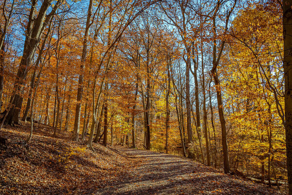 Golden fall in South Mountain Reservation in New Jersey, USA