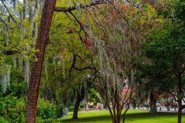 Savannah, Georgia, ABD 'de güzel caddeler ve evler