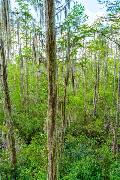Лісові болотні угіддя в Окефенокі (Південна Джорджія).. — стокове фото