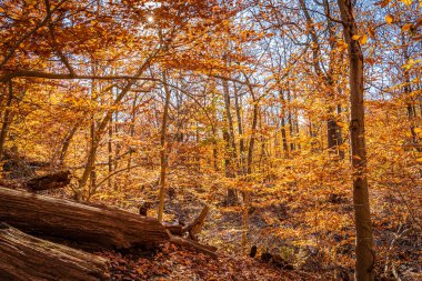 New Jersey, ABD 'deki South Mountain Reservation' da altın düşüşü