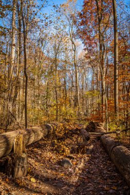New Jersey, ABD 'deki South Mountain Reservation' da altın düşüşü