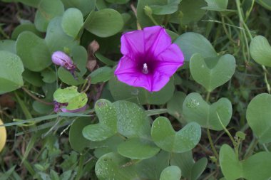 Güzel bir menekşe çiçeği