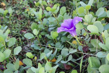 Bir Mor Çiçek Güzel Bir Bahçe