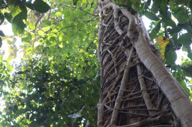 Lawachora Ulusal Ormanı 'nda Sstrangler İncir Ağacı, Mouldvibazar, Bangladeş