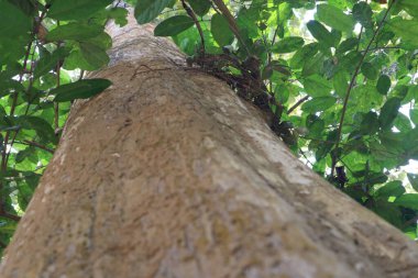 Lawachora Ulusal Ormanı 'nda Bir Uzun Ağaç